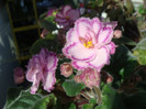 DSC03290