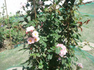 arcada trandafiri 6