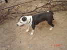 12956994_SPETMBZAB[1]