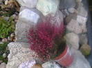 Erica gracilis