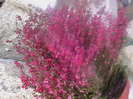 Erica gracilis