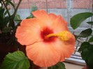 corai-jai`s orange
