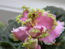 DSCN1284