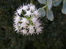 sedum siezboldi