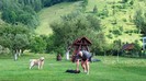 33. Oaspeti de seama in gradina  (Vali Oszkiel)