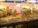 DSC02237