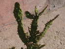 Picture 015