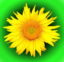 Floarea soarelui 02