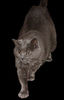 200px-Chartreux_Cat_1