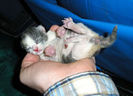 200px-Three-hour-old-kitten