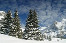 06121107445010062trees-kandersteg_thumbnail