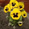 images (4)
