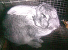 iepuroi