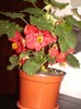 Abutilon rosu