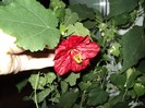 Floare de abutilon
