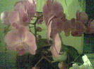 Phalaenopsis