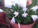 Rhipsalidopsis -cactusul Pastelui