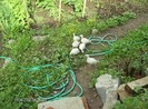 pui de curca in gradina de legume