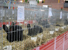weiden 010