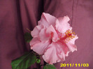 Picture 005