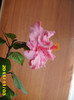 Picture 006