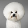 09_bichon_frise