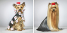 14_silky_terrier