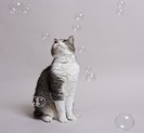 bubblecat-300x279