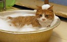 cat_bath-300x191