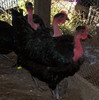 100_4625.jpga