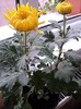 Olimp Yellow
