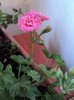 Muscata roz trandafiras semicurgatoare