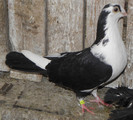13 pn(2011)