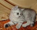 1316950171_90753563_1-Pictures-of--PISICI-BRITISH-SHORTHAIR-WHISKAS-BRITISH-BUCURESTI-BRASOV-ORADEA-