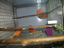 DSCF2336
