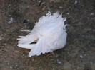SPATE ..........DES   si.....