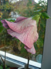 DSC03534