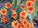 Orange Chrysanthemum (2011, Nov.07)
