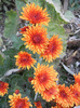 Orange Chrysanthemum (2011, Nov.07)