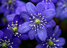 flori-albastre-natural