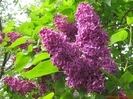 flori-de-liliac