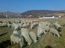 animale 033