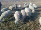 animale 034