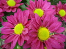 Purple & Yellow Chrysanth (2010, May 23)