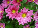 Purple & Yellow Chrysanth (2010, Oct.16)