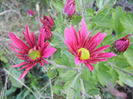 Purple & Yellow Chrysanth (2011, Oct.28)