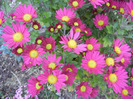 Purple & Yellow Chrysanth (2011, Nov.07)