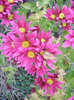 Purple & Yellow Chrysanth (2011, Nov.07)