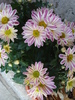 White & Yellow Chrysanth (2009, Sep.25)