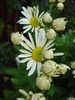 White & Yellow Chrysanth (2009, Oct.25)